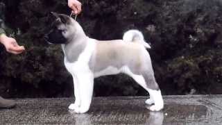 TRAINING AKITA PUPPY NickAigioAkitas [upl. by Kirkwood312]