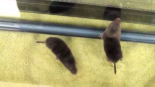 Shorttailed Shrews [upl. by Brose136]