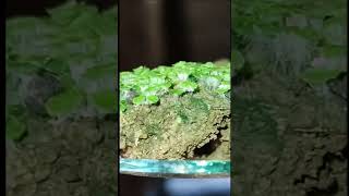 Demonstration of Rhizoids in Riccia the Bryophyte In Odia language [upl. by Nimzay]