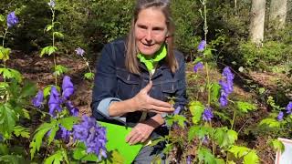 Monkshood is a late blooming nonnative perennial that serves pollinators [upl. by Bianchi37]