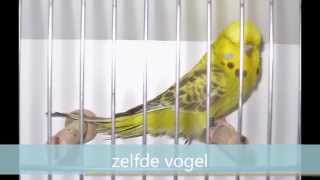 Engelse Grasparkieten Budgerigars Jan Brugman [upl. by Elias]