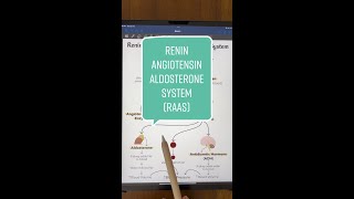 ReninAngiotensinAldosterone System Explained [upl. by Deenya]