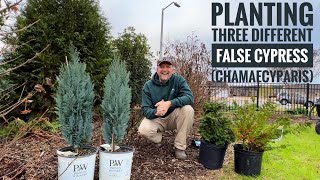 Conifer Kings Discover 3 Stunning Chamaecyparis Varieties  False Cypress Pt 1 [upl. by Ilyah283]