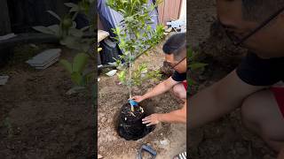 Planting a Calamondin Citrus Tree [upl. by Alur]