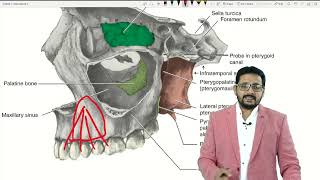 Basic Anatomy of maxilla and mandible [upl. by Otineb]