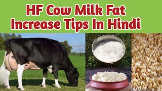 HF Cow Milk Fat Increase Tips In Hindi CowCowVideoesvpcowlover [upl. by Lougheed]