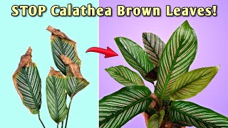 STOP Calathea Brown Leaf Tips  5 ESSENTIAL Calathea Plant Care [upl. by Secnarfyram]