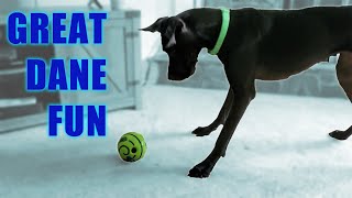 Great Danes Hilarious Obsession with Giggle Ball [upl. by Codd]