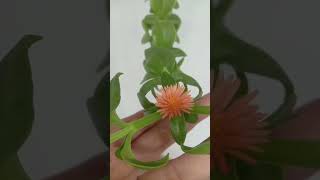 Orange baby sunrose sivappumanjalpachai thambiakka brothersister trending garden [upl. by Maurili]