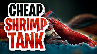 Cheap Shrimp Tank Setup For Beginners Walstad Method No Filter No Heater Tank For Cherry Shrimp [upl. by Nosraep]