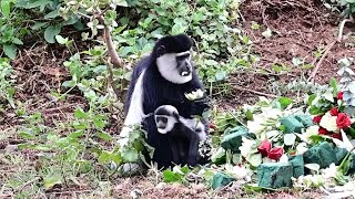 Colobus Monkey and baby Feasting Time  23rd October 2024 [upl. by Yellek]