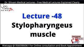 Stylopharyngeus Muscle in Hindi [upl. by Esertal]