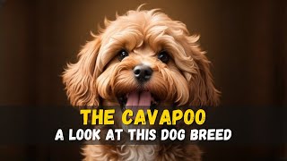 The Cavapoo A Guide [upl. by Adamo483]