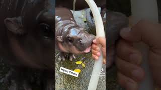 The Most Famous baby Hippo is here [upl. by Asirrom]