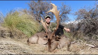 Huge Mountain Buck Fallow Deer Hunting New Zealand [upl. by Ahsoyem]