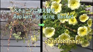 植え替え！ペチュニアのスリットバスケット💚Replant Hanging Basket♪ [upl. by Ermengarde400]