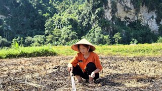 the process of clearing the fields of grass to plant corn and fertilize  Daily Life Thuy [upl. by Eustache]