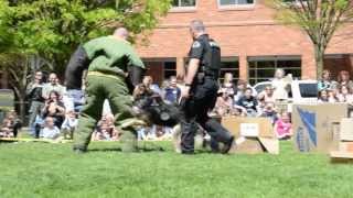 Police K9 demonstration [upl. by Ecnar]