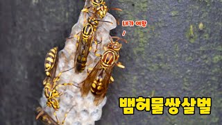 quot뱀허물쌍살벌quot 벌집 매크로 렌즈 정밀영상Sony 90mm MACRO [upl. by Rubia]