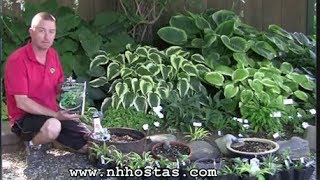 How To Use Mini Hostas In Your Garden [upl. by Baun301]