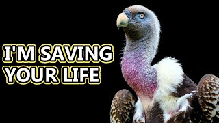 Vulture facts natures clean up crew  Animal Fact Files [upl. by Tebazile]