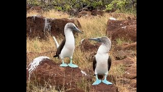 The Wonderful Galápagos Boobies [upl. by Ahsirk523]