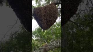 Bee Removal Orlando Florida [upl. by Affra944]