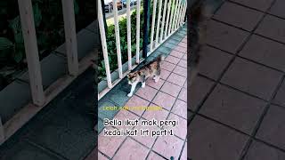 Lelah kaki melangkah shorts cat catlover kucing [upl. by Tracee]