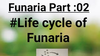 Funaria Part02 Life cycle of Funaria [upl. by Anelys]