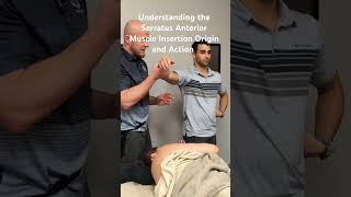 Serratus Anterior Muscle Insertion Origin and Action licensedmassagetherapist serratusanterior [upl. by Nance]