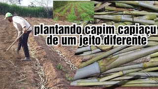 ANTES DE PLANTAR SEU CAPIM CAPIAÇU BRS VEJA ESSE VIDEO [upl. by Hare897]