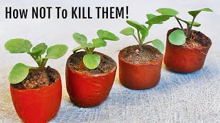 DO THESE 10 Things To Care For Seedlings Without KILLING Them [upl. by Ahsii]