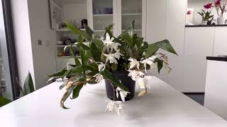 Coelogyne Intermedia [upl. by Ettigirb]