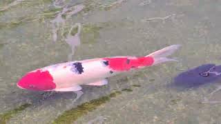 Koi at NeWater Visitor Centre Singapore 《77》 新加坡新生水游客中心的锦鲤 《77》 [upl. by Elleraj779]