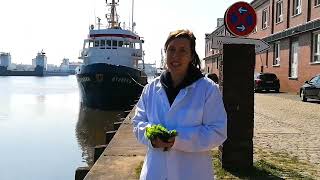 AWI Welcome Video for EU Seaweed Conference 2022 [upl. by Nanreik568]