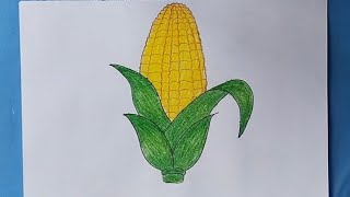 How to draw corn step by step  corn 🌽 drawing [upl. by Aysab]