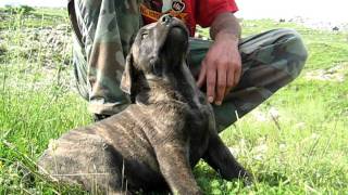 Srpski Odbrambeni Pas  Serbian Defance Dog [upl. by Ecinreb]