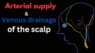 Scalp Part 2   Arterial and Venous drainage of scalp [upl. by Eatnohs177]