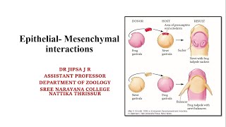 Epithelial Mesenchymal interactions [upl. by Ialohcin725]