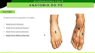 MÚSCULOS DO PÉ  REGIÃO PLANTAR MÉDIA anatomy anatomia medicina quiropraxia fisioterapia [upl. by Guthry]