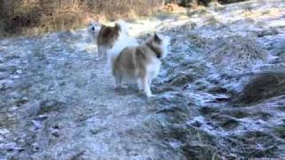 Icelandic Sheepdogs Barking [upl. by Anirrak734]