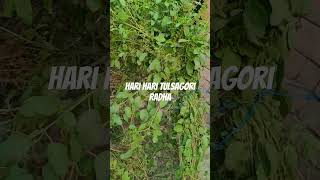 Hari Hari tulsa Gori Radha pahadi song bhojpuri [upl. by April]