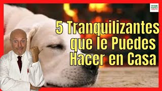 🟢 CÓMO HACER 5 TIPOS DE TRANQUILIZANTE PARA PERROS CASERO 🟢 [upl. by Twyla]