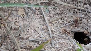 Texas Leafcutter Ants deposit dirt balls outside of nest [upl. by Nynnahs616]