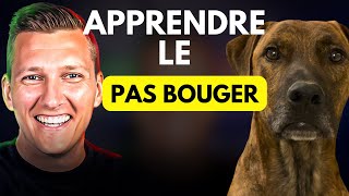 Apprendre Facilement le PAS BOUGER à Son CHIEN ou CHIOT [upl. by Esirahs]