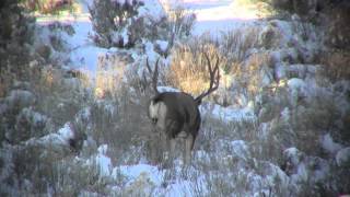 Bucks of the Jicarilla [upl. by Enisaj776]