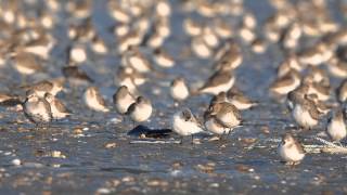 넓적부리도요Spoonbilled Sandpiper [upl. by Yditsahc]