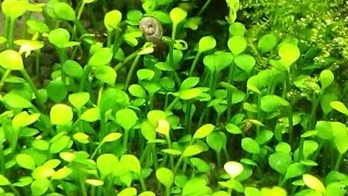 Marsilea crenata  aquascape aquatic plants to nano tanks [upl. by Punak]