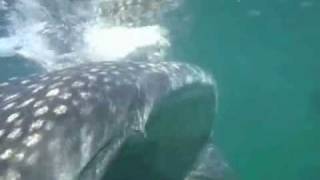 Whale Shark Tour Cancun [upl. by Nyletak635]