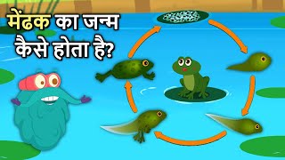 मेंढक का जीवन चक्र  Life Cycle Of A Frog In Hindi  Frog Life Cycle  Binocs Ki Duniya [upl. by Nibor829]